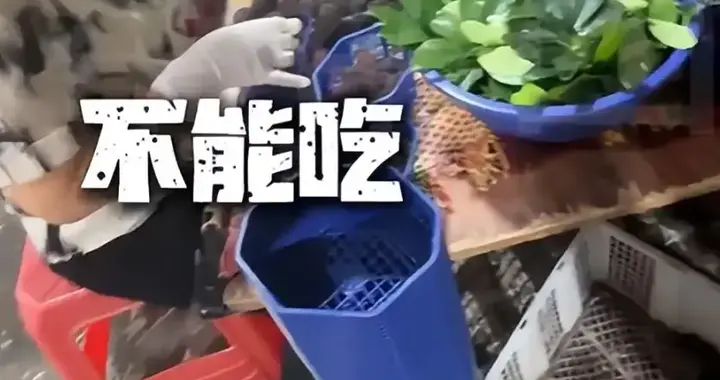 你把杨梅泡进药水，我们还能信任你？
