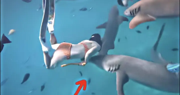 为了拍照被鲨鱼咬伤，她反问“从哪截肢？”：一场流量至上的豪赌