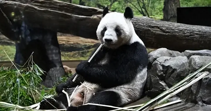 日本痛失大熊猫!在两国关系紧张之际将大熊猫归还中国