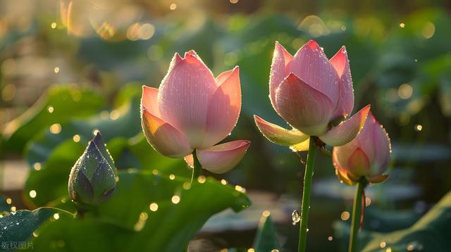 “中伏不忌嘴，郎中跑断腿”，中伏要两吃两不吃，度过最热20天？