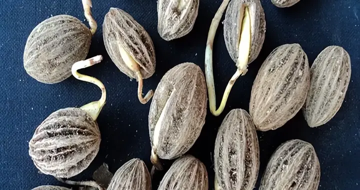 只有中国才有！专家种上万粒种子全死了，几粒落到尿桶里却发芽了