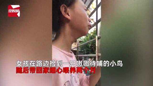 女孩捡到小鸟喂2个月，放飞后秒反悔大哭，下一秒小鸟竟神...