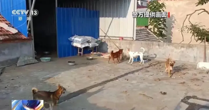 250万善款被狗吃了？没有，被骗子“吃”了