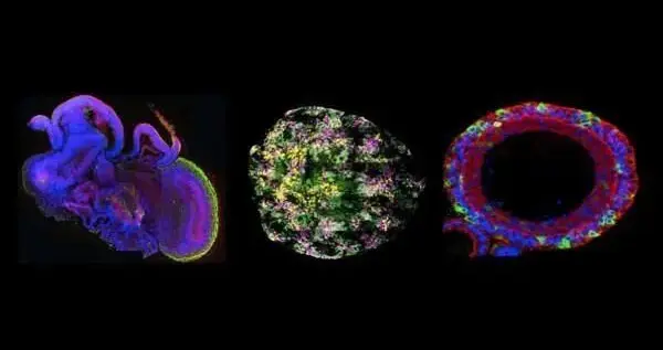 Nature子刊类器官入门级综述：研究现状 · 难题 · 前沿技术