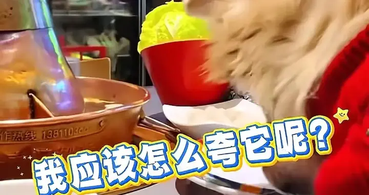 女子带狗吃火锅还让狗上桌，结果“笑不出来”！