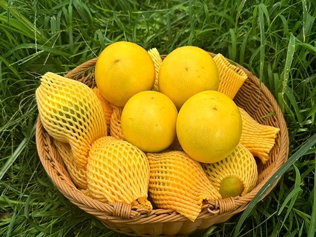 博罗园洲：“果中燕窝”抢鲜上市 电商带火采摘体验