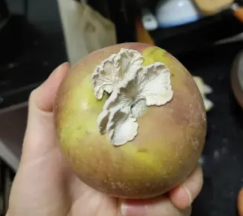 网友晒桃子上长出蘑菇，一堆研究生抢着要拿下！