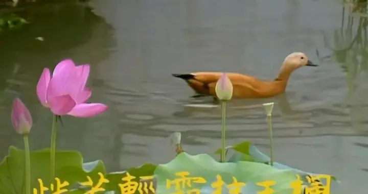 娇杏与雨村，是一见钟情还是刻意勾引？