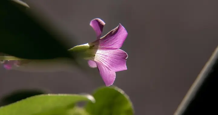 养生先养心，情绪安稳才是最好的补药