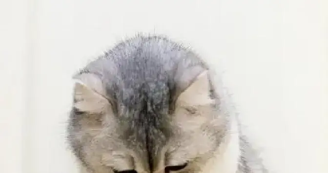 猫咪犯错别乱打！打对位置才管用，不伤猫、不记仇