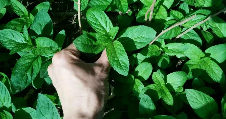 河北一老人用薄荷泡脚，半年后去医院检查，医生：你干了啥？