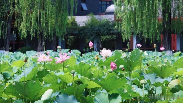 宋清辉：！我喜欢四川