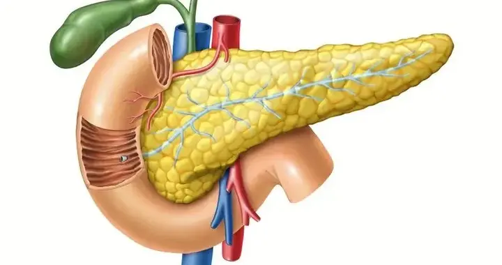 衰退的「胰岛β细胞」还能恢复吗？怎么恢复？