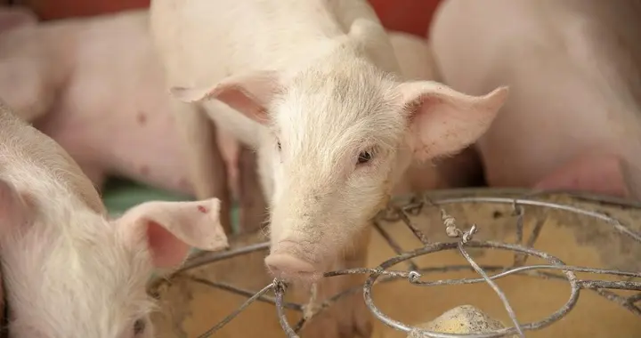 养猪业大局已定！不出意外的话，2026年养猪市场将迎来5大变化！