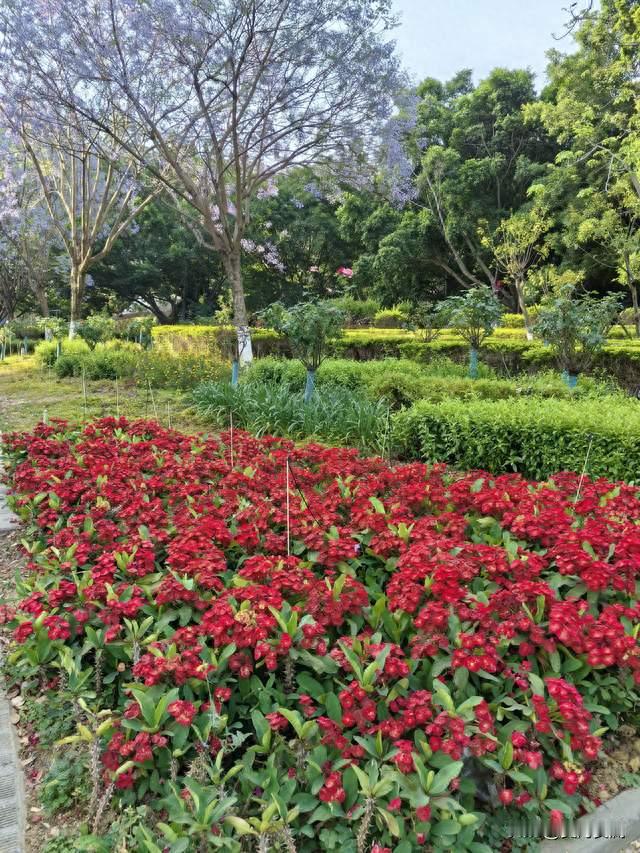 攀枝花公园：爬上去，真的有花！