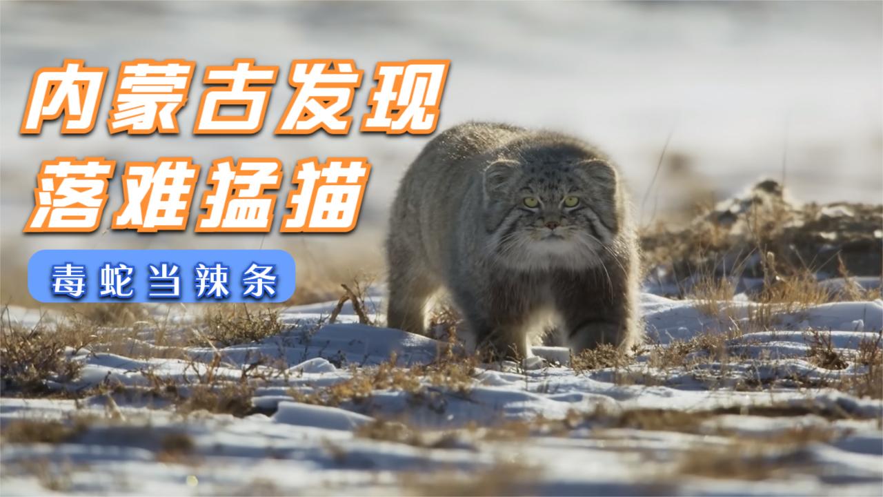 内蒙古出现落难“猛猫”，性格堪比小型狮虎豹，能把毒蛇当辣条吃