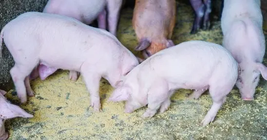 中央叫停二次育肥，中小型养猪场的出路在哪里？