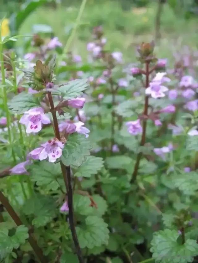 百草谱（五十八）佛耳草