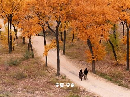 赴一场宁夏胡杨林之约，藏在灵武东湾村的小众秘境，已经到最佳观赏期了