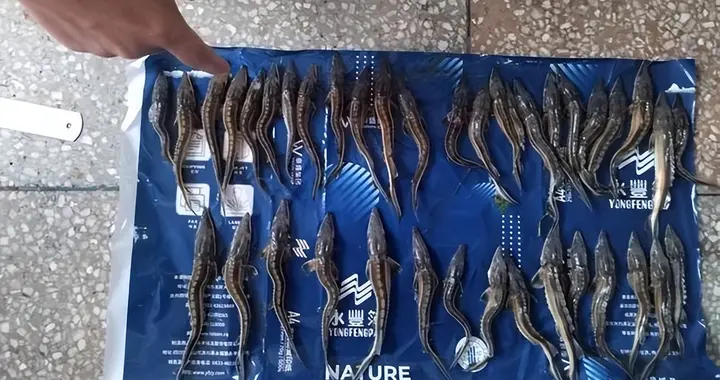 非法捕捞长江鲟幼鱼，涉案直接损害超千万，必须追究刑事责任