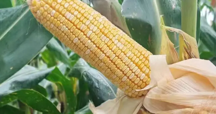 黄白粒玉米品种“福玉19”，不择土地不倒伏，平均亩产量545㎏