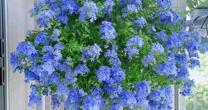 蓝雪花夏季这样养，整个夏天花开不间断！