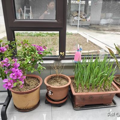 一诺心语：邻居大姐笑话我：“说我整天忙忙