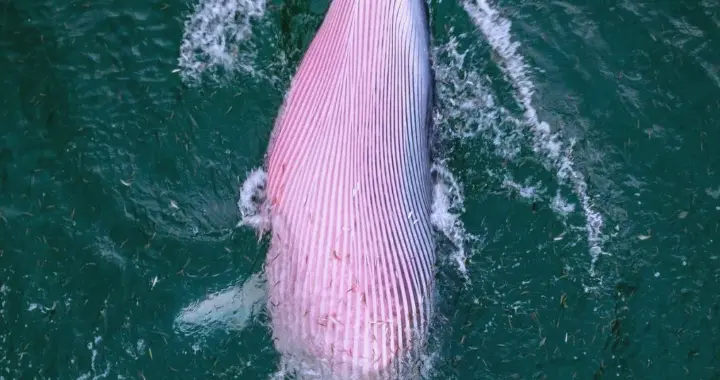 曾被认定绝迹！2017年“巨兽”重现被渔民目击，专家追3年才找到