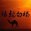 骆驼白杨