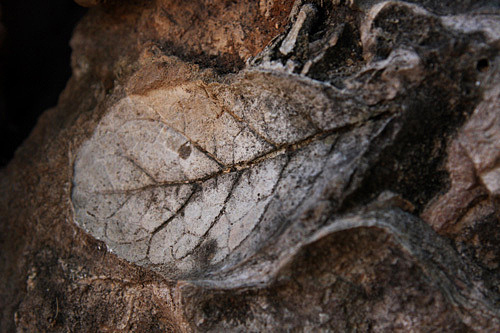 石屏3亿年化石村火了!全国媒体疯转!