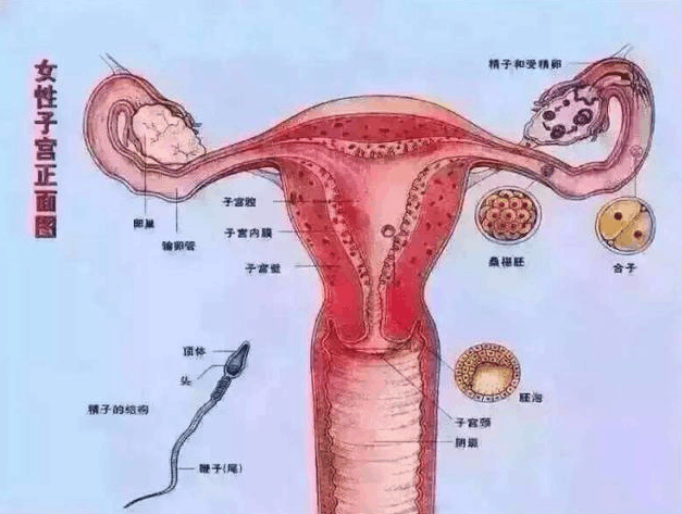 女人身体毒素都藏在这里的!#uc订阅号