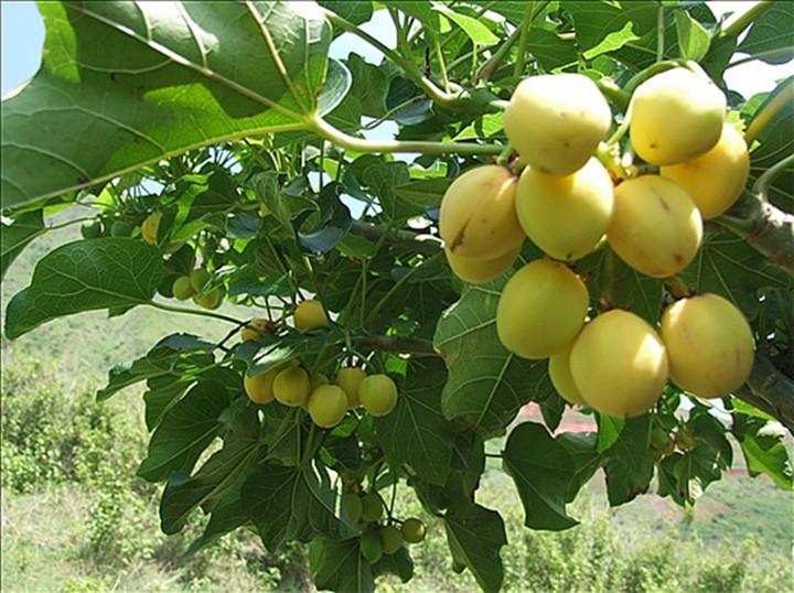 童年常用来吹泡泡的树, 果实有毒, 外用治疗跌打