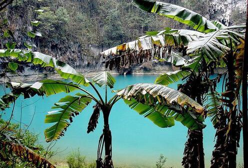 这种美食在农村大山上到处都是, 却很少人知道