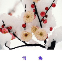 俏雪梅