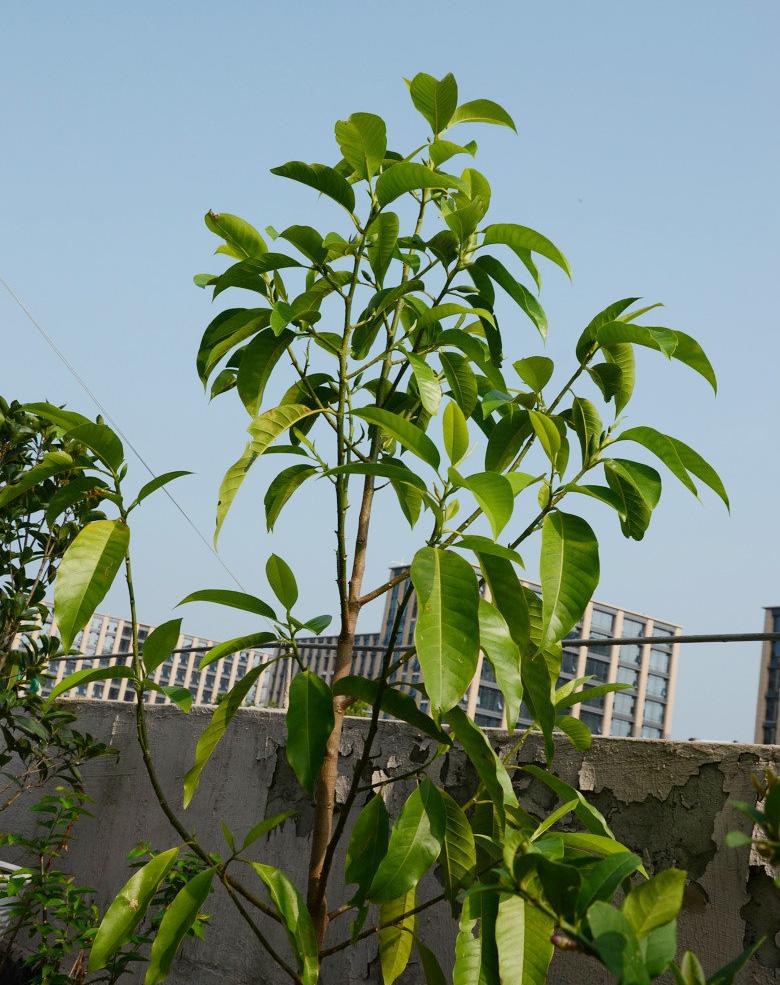 屋顶菜园|我的空中私人菜园——收获篇 屋顶菜园|我的空中私人菜园——收获篇