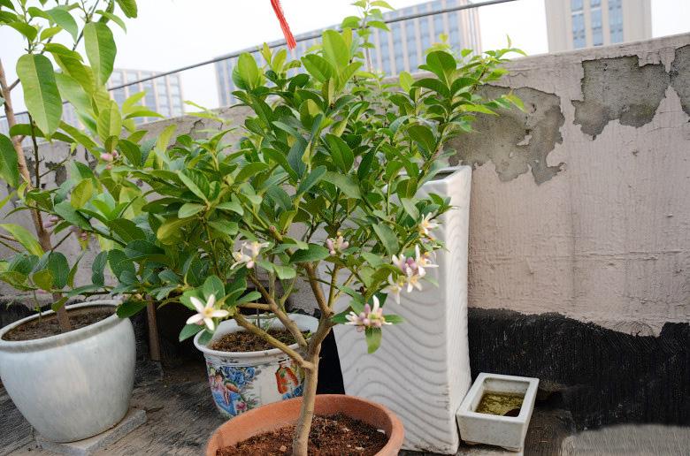 屋顶菜园|我的空中私人菜园——收获篇 屋顶菜园|我的空中私人菜园——收获篇