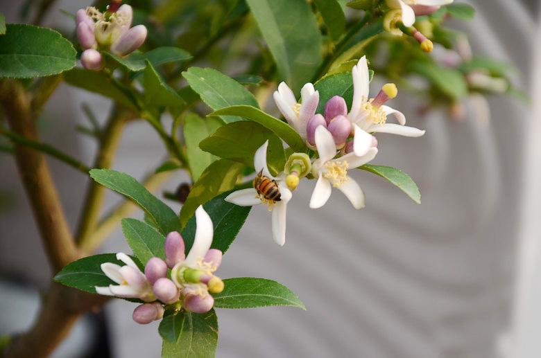 屋顶菜园|我的空中私人菜园——收获篇