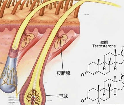 皮质醇 1701131023bacdb3a3748480eacfbae675f9a7c7fax431x366x75.png