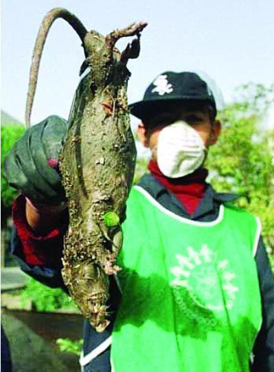 日本福岛核辐射6年后, 动植物变异或已成为事实, 图片触目惊心!