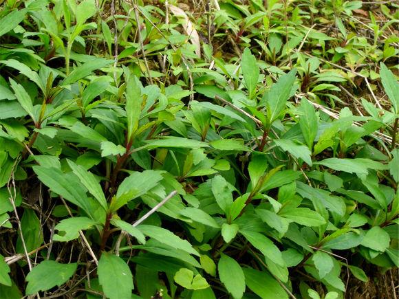 野菜图片大全及名字 这些在农村以前经常拿去喂猪的野菜, 竟有这么多功效-资格考试-电气工程师考试网