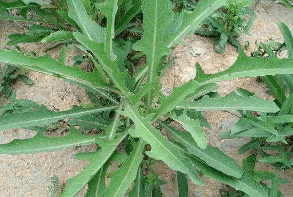 no.1 苦菜野菜无污染,营养丰富,清新可口,是绝佳的食材之一.