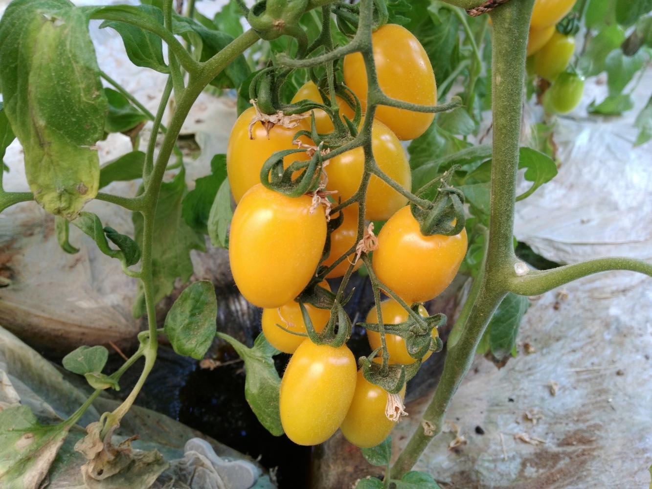 圣女果和西红柿的区别 禹音健康蔬果季之圣女