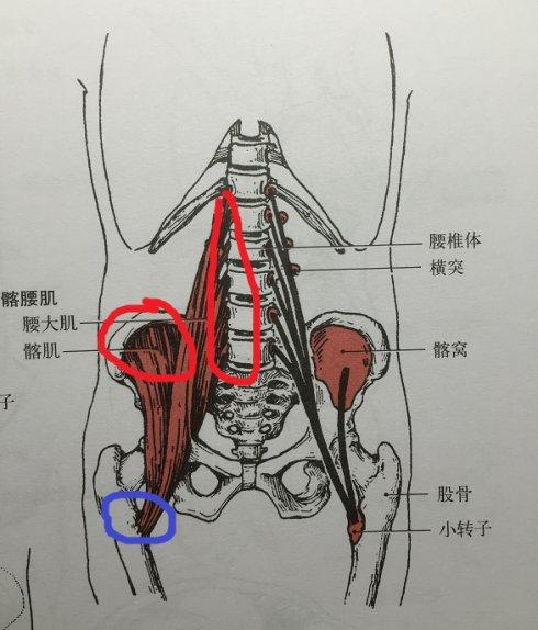 (1)髂腰肌