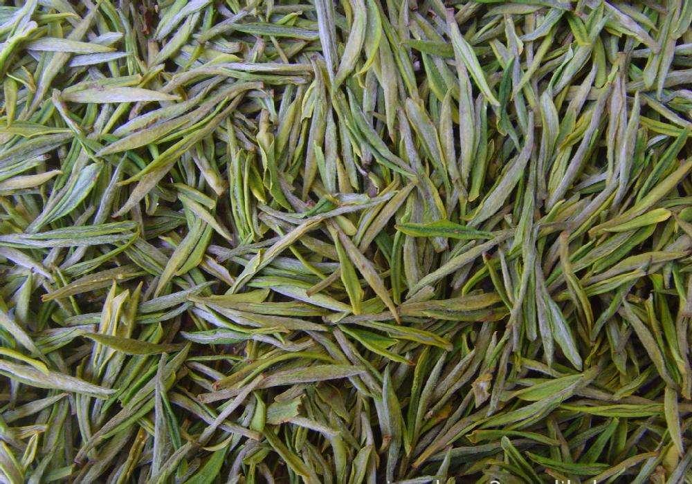 喝安吉白茶的好处