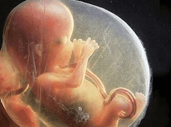 怀孕第五个月胎儿有哪些变化?