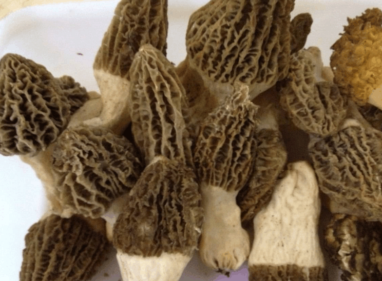 哪里购买羊肚菌 170422143664c09ced7c8c9080d47bafc2ab2d10aax744x548x275.png