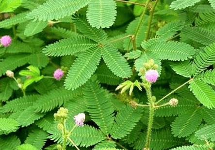 农村这种娇羞的"夫妻草", 能化痰止咳, 常被城里人当