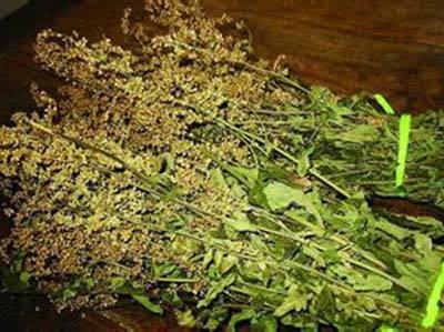 这种草药是用皇帝名字命名, 不仅可治肝炎,还可减肥瘦身