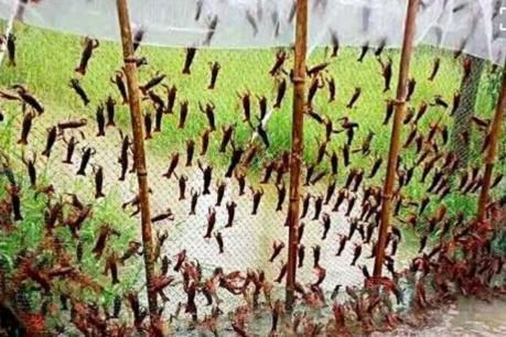 小龙虾怎么养殖的, 带你回养殖基地转转