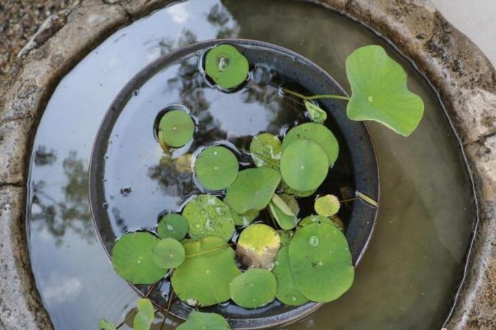 莲子沉睡千年后复活 不是在看三生三世
